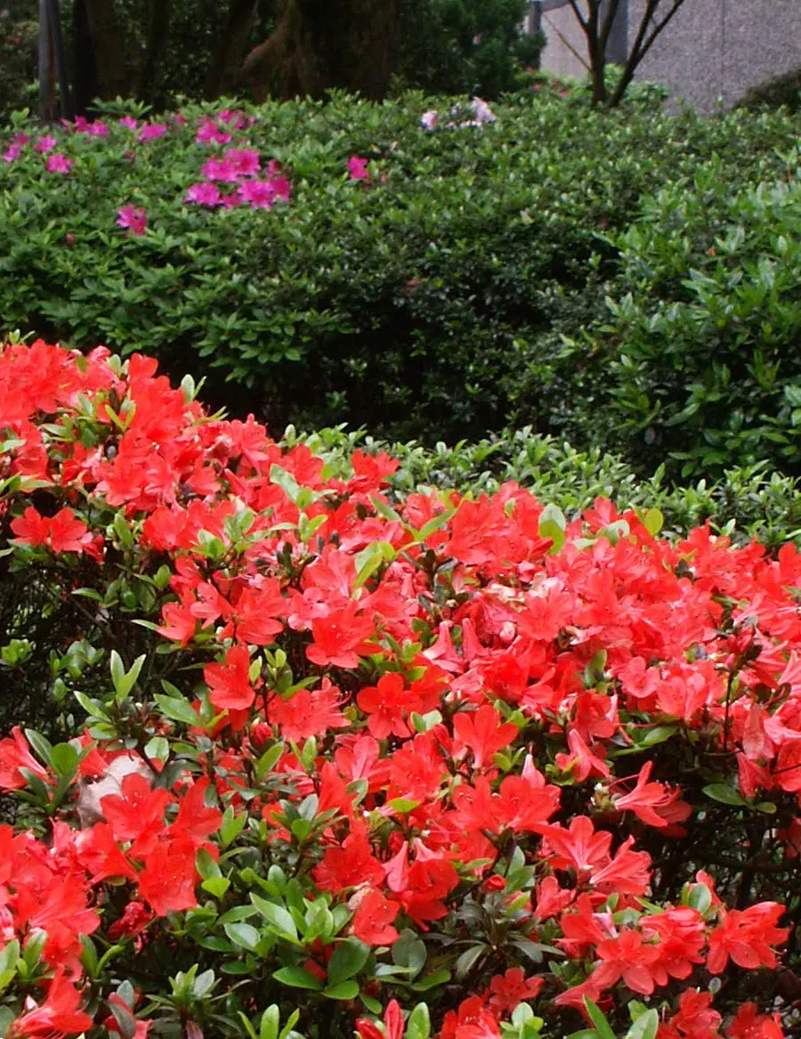 Azalea Flowers