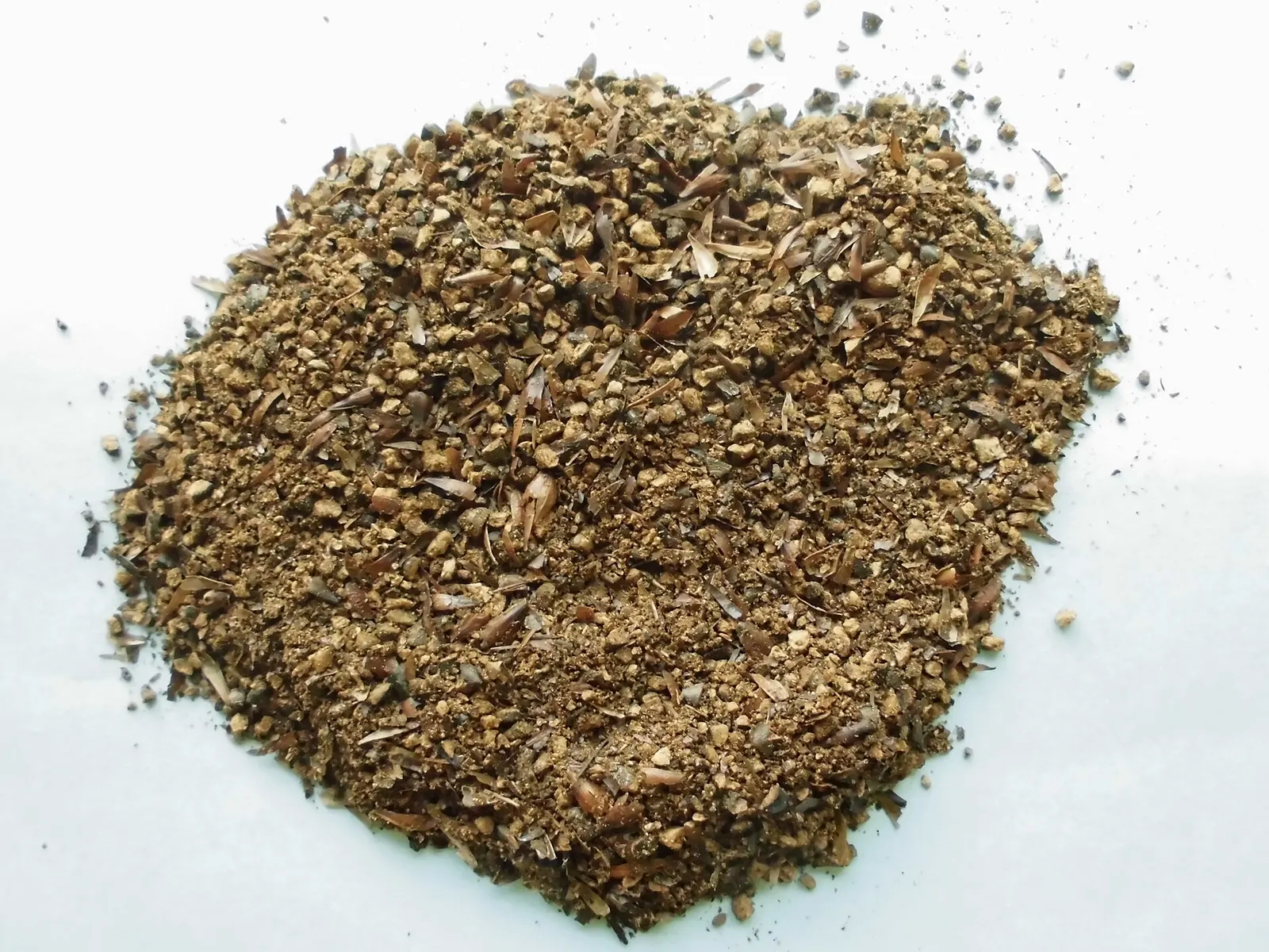 Mugicha