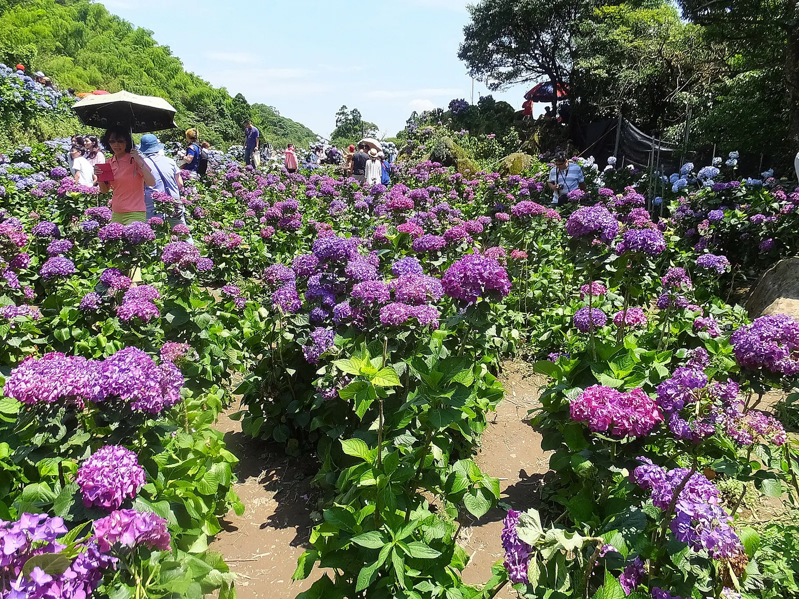 Hydrangea