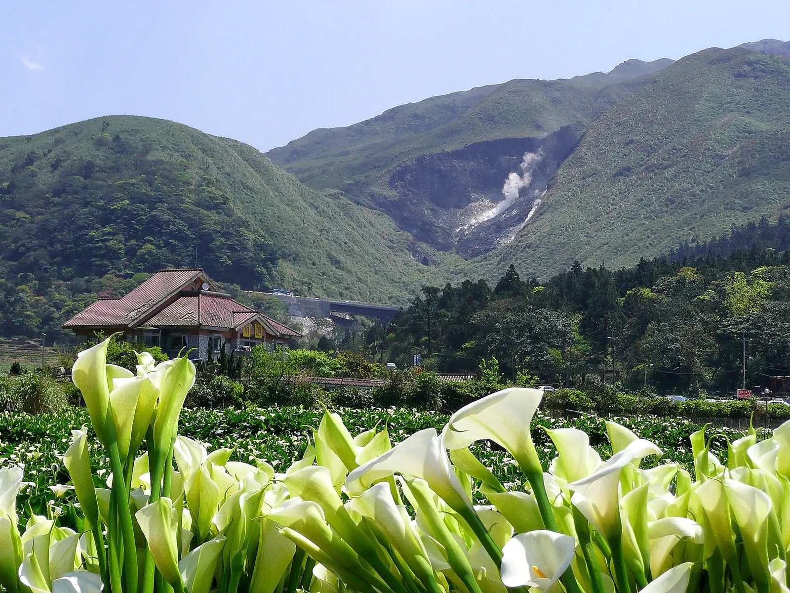 Calla Lily