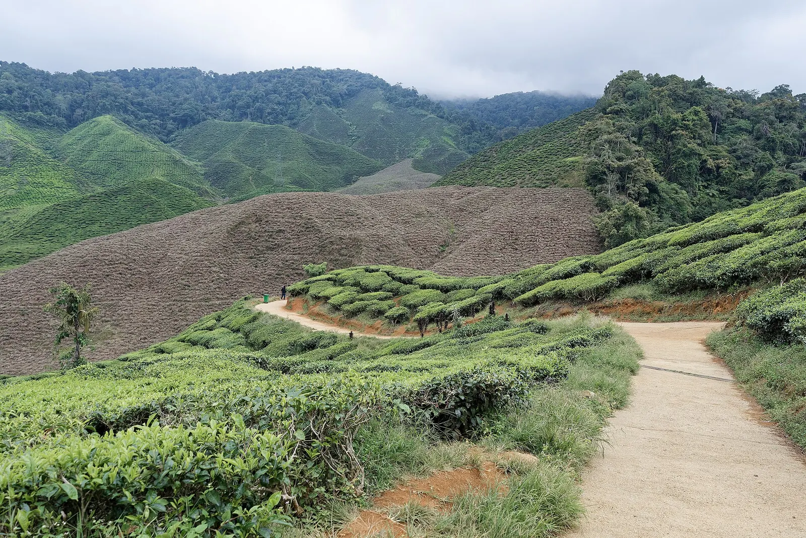 Cameron Highlands