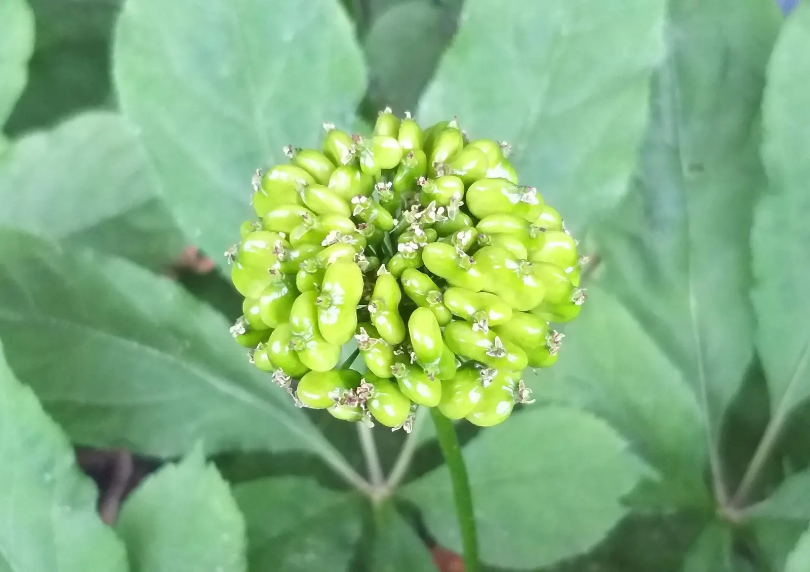 4. Korean Ginseng