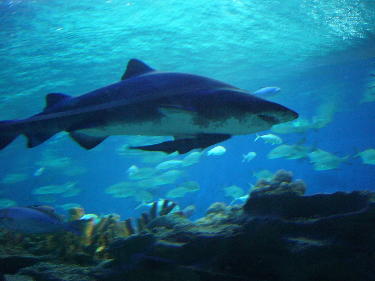 KLCC Aquarium