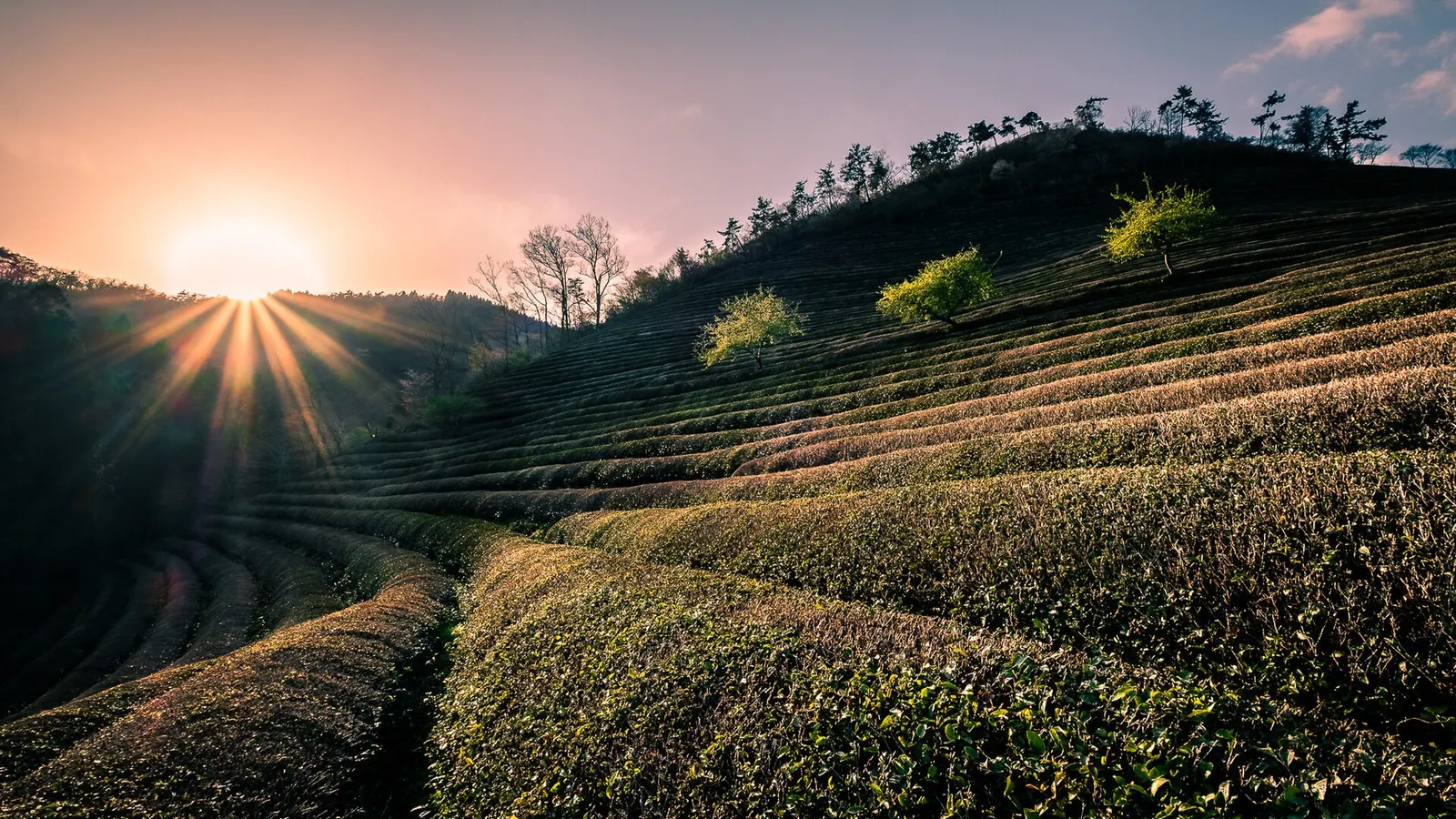 Boseong Green Tea Field