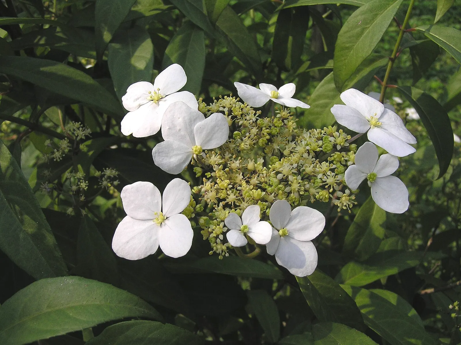 Hydrangea
