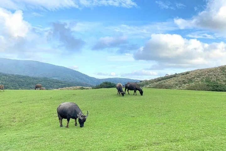 陽明山擎天崗草原與水牛