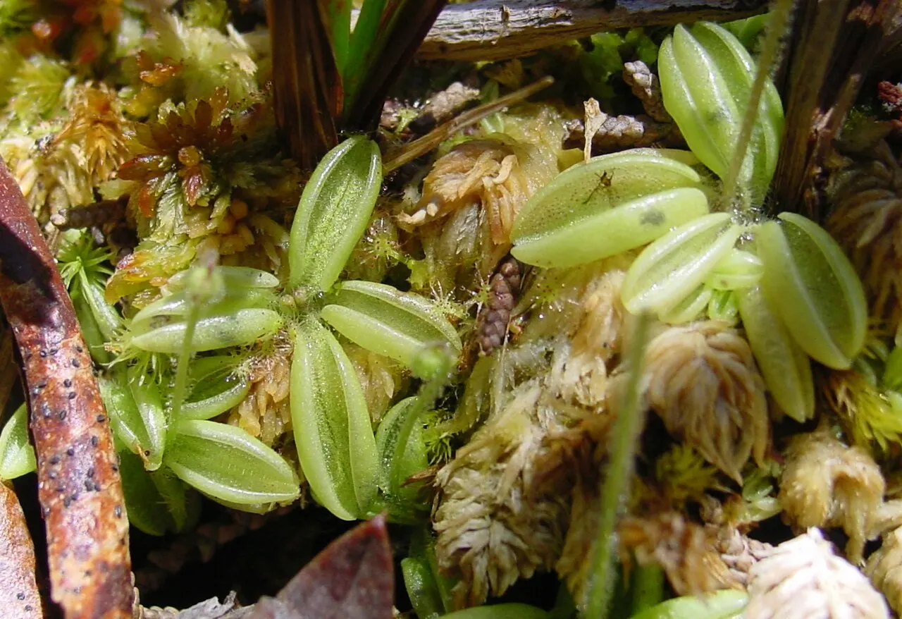 Pale butterwort (Pinguicula lusitanica) with its sticky leaves