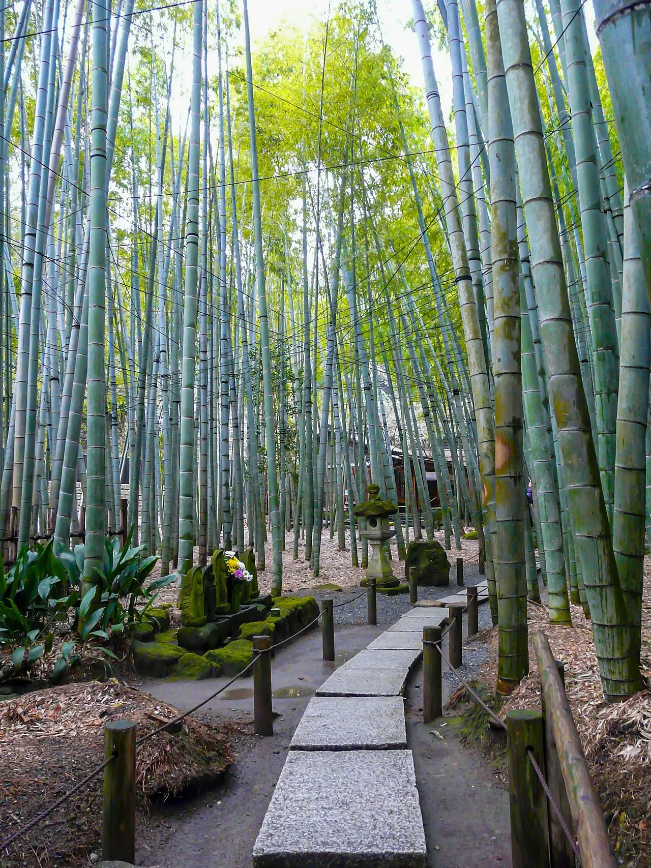 Bamboo grove at Hōkoku-ji, Kamakura