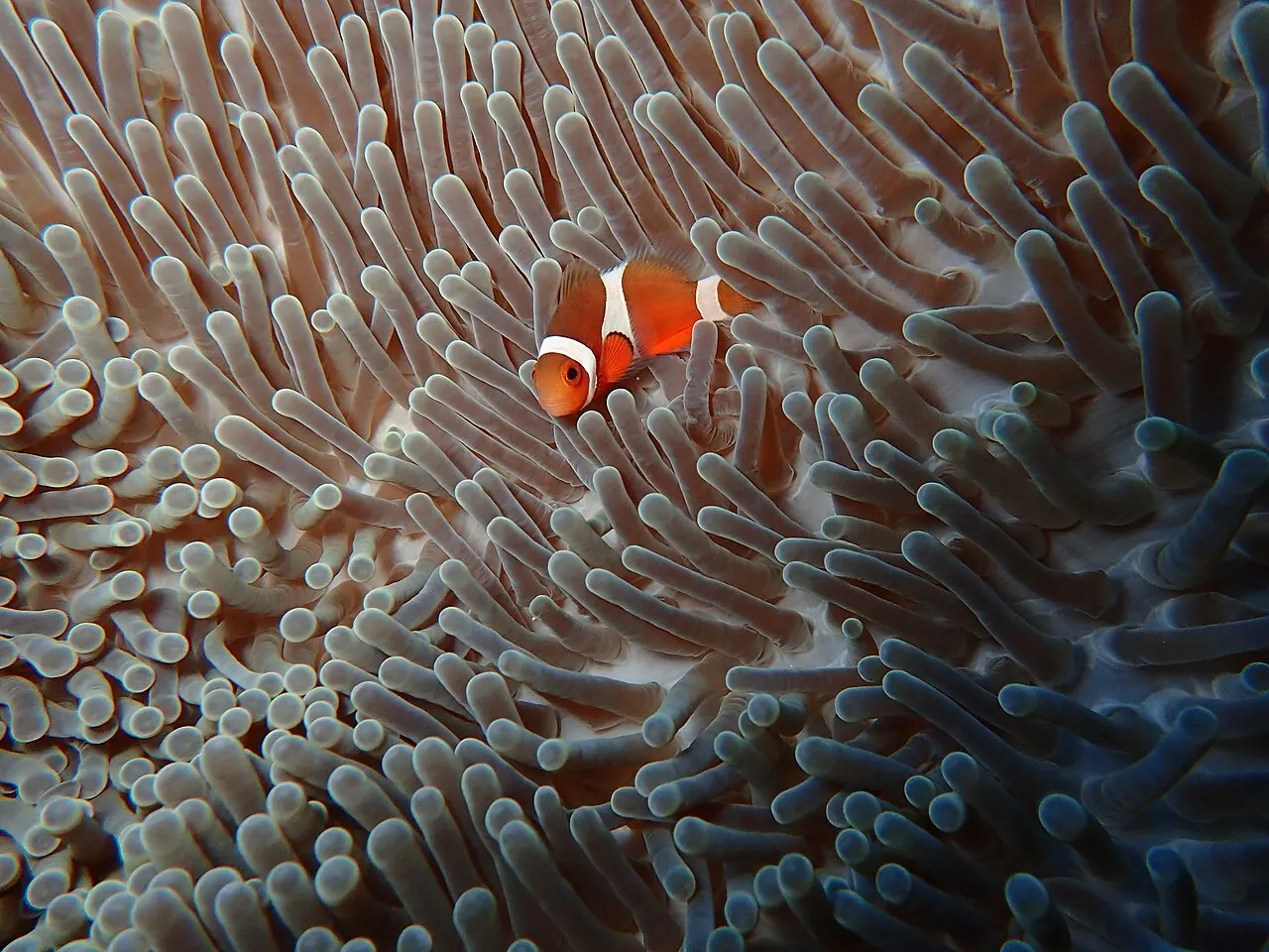 Clownfish in the reef off Green Island