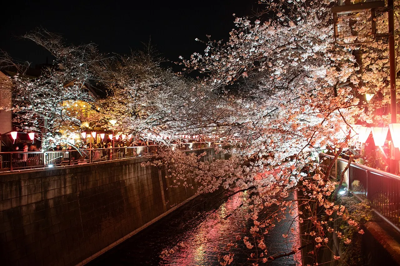 Cherry blossoms lit up at night along the Meguro River