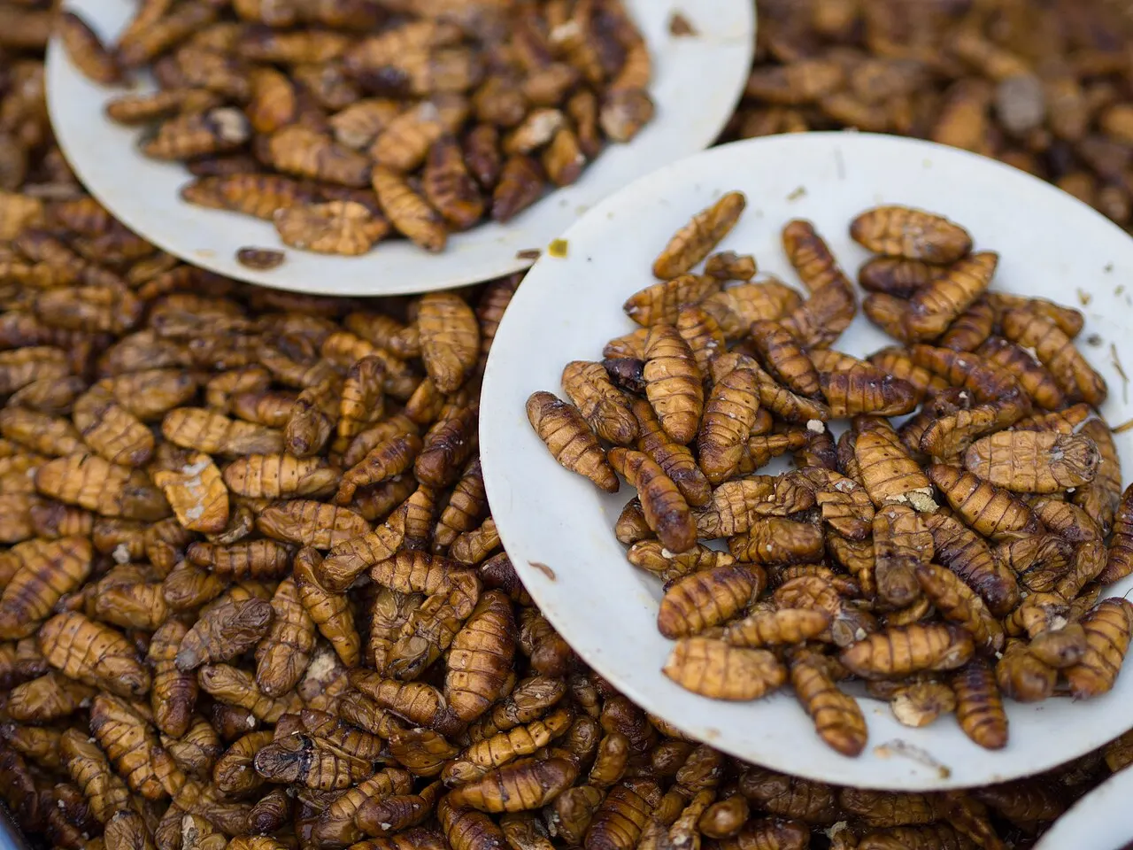 Fried silkworm pupae (non mai thot), a Thai street snack