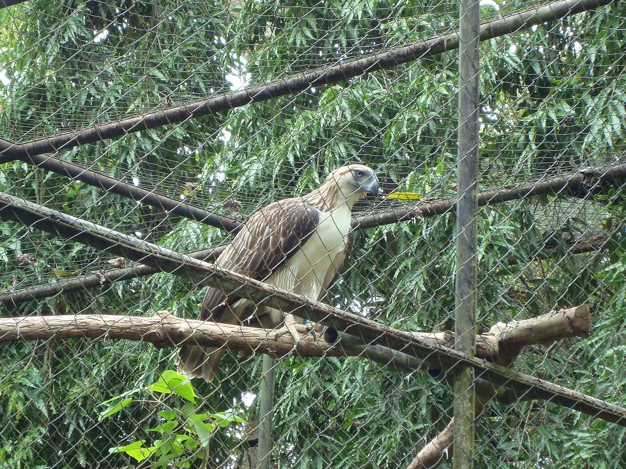 A Philippine eagle at the Philippine Eagle Center, Davao