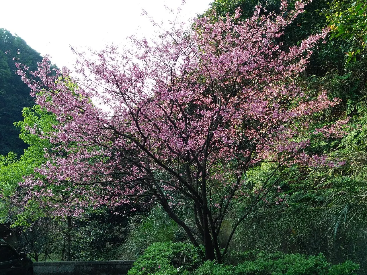 Cherry blossoms in Yangmingshan National Park