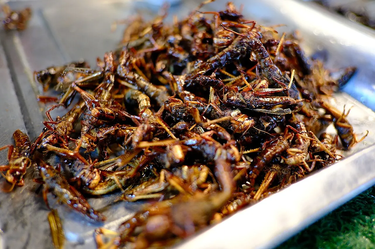 Close-up of fried crickets on a tray at a Thai market