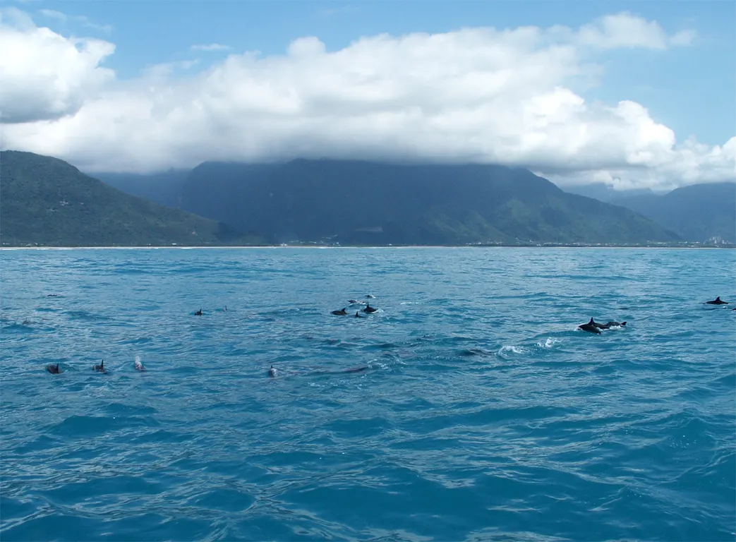 Dolphins off the Hualien coast