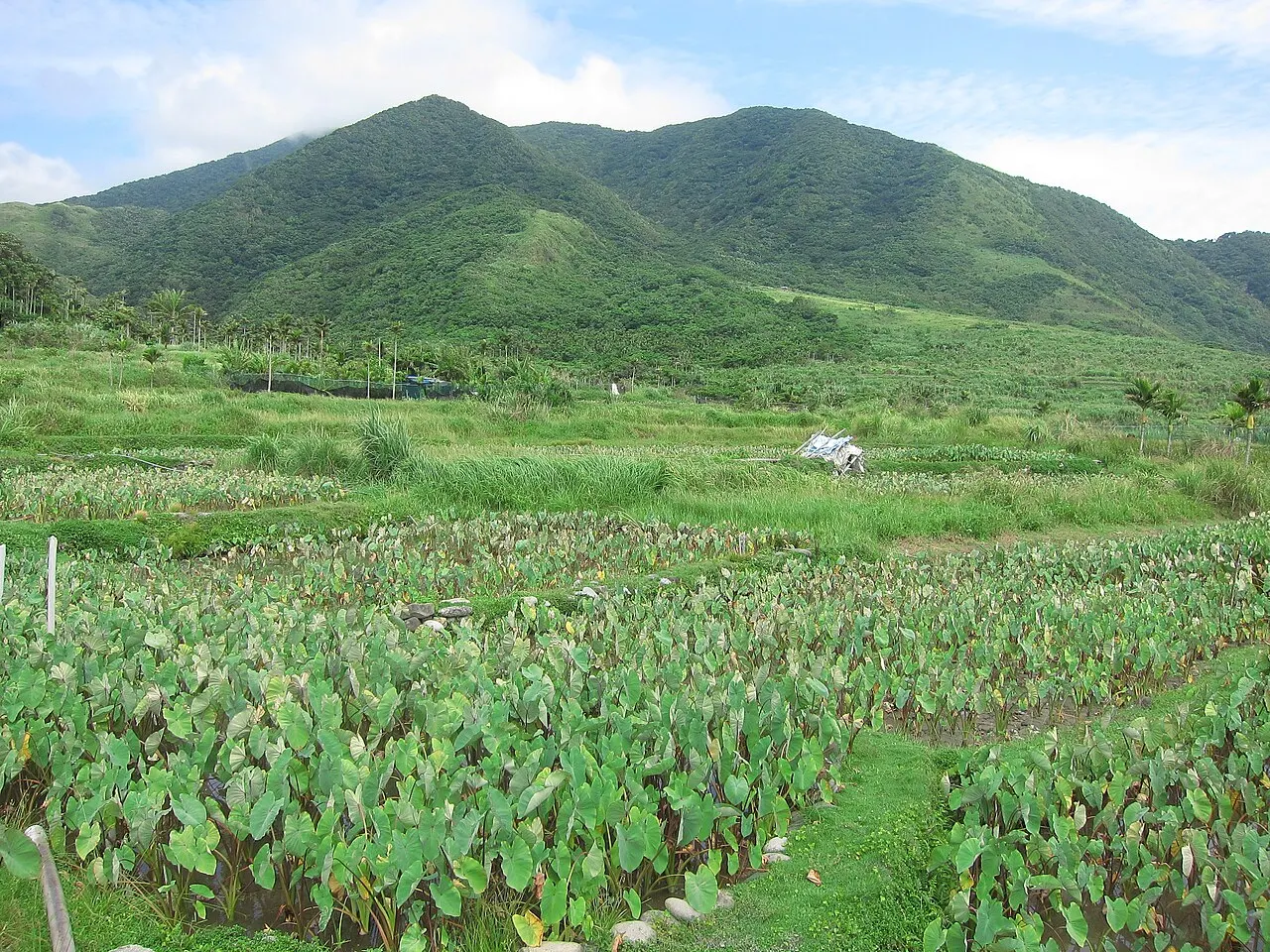 Taro fields and mountains on Orchid Island (Lanyu)