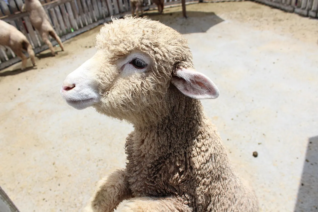 A sheep at Cingjing Farm