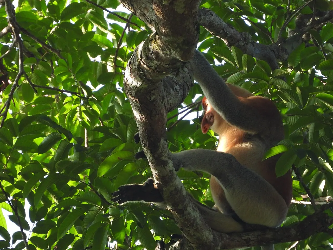 Proboscis monkey in the trees along the Kinabatangan River, Sabah