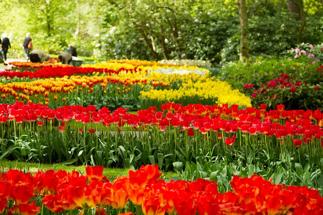 Beds of red and yellow tulips at Keukenhof