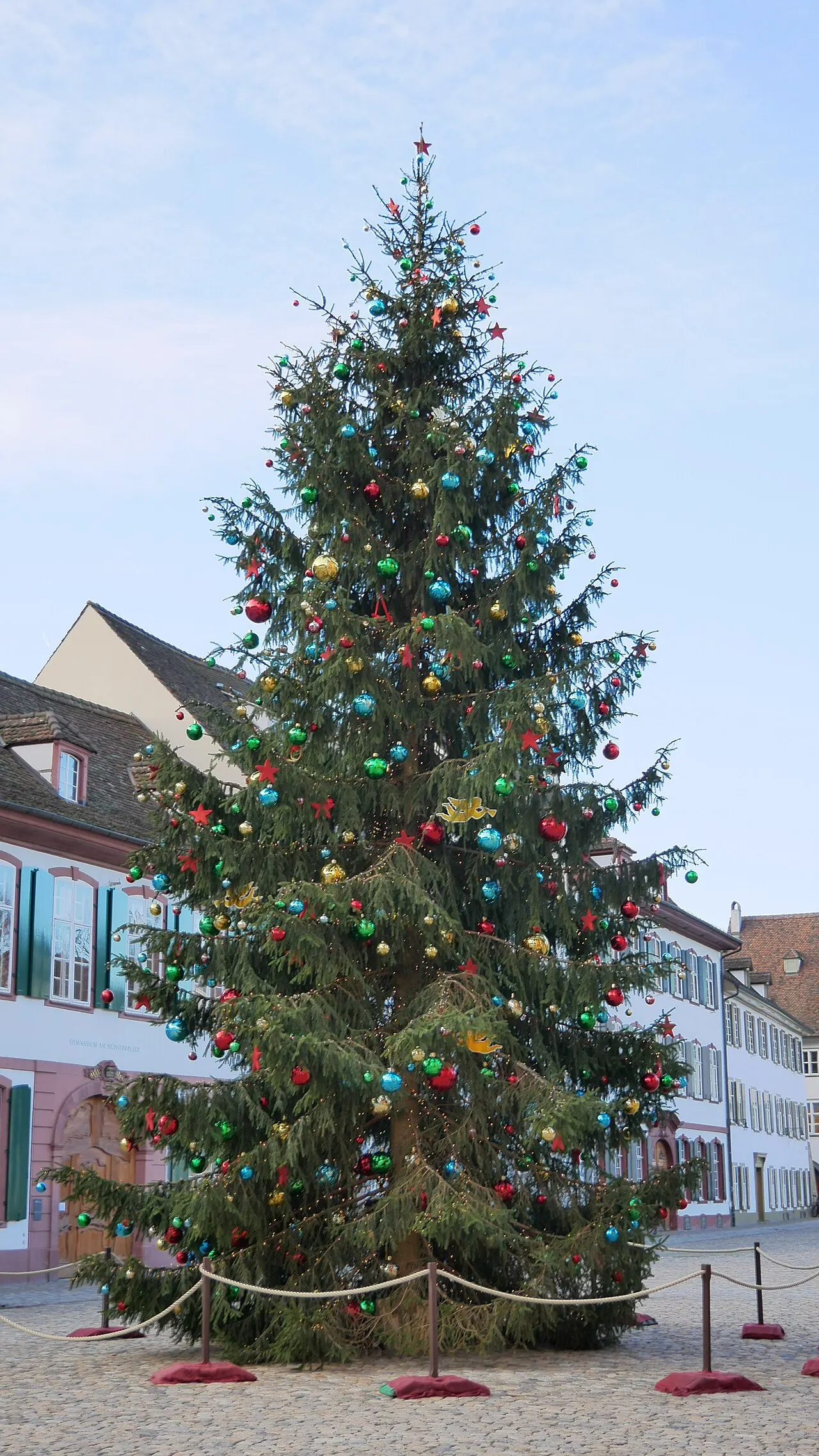The decorated Christmas tree on Münsterplatz, Basel
