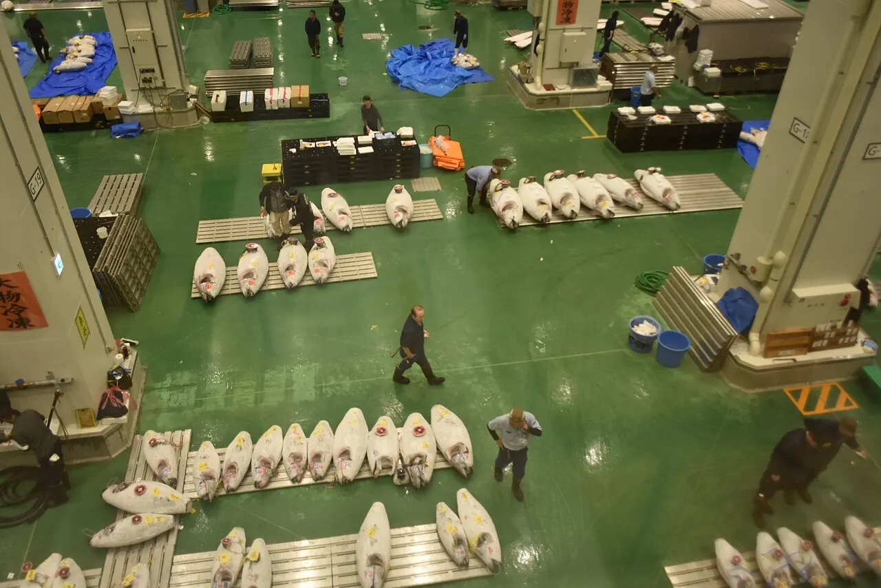 The tuna auction floor at Toyosu Fish Market, Tokyo