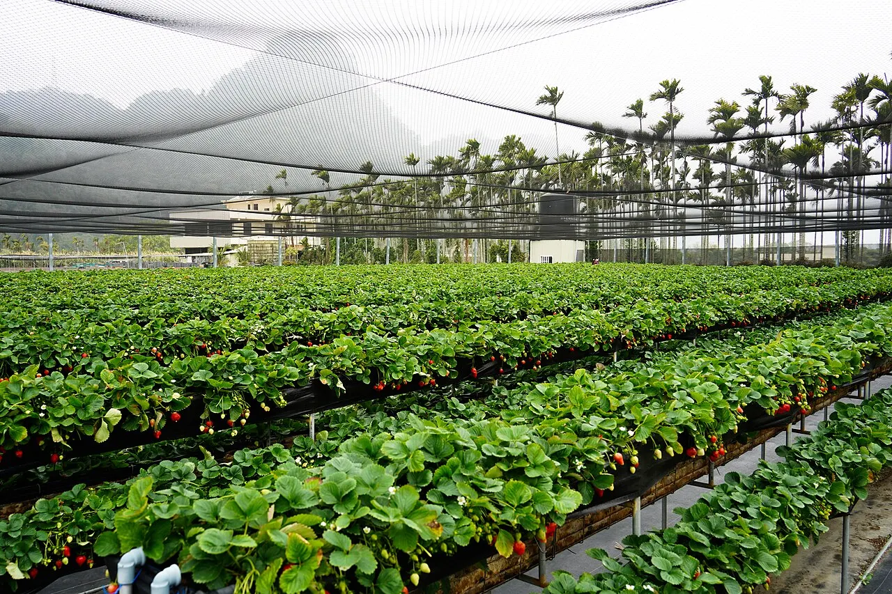 Strawberry farm in Dahu, Miaoli