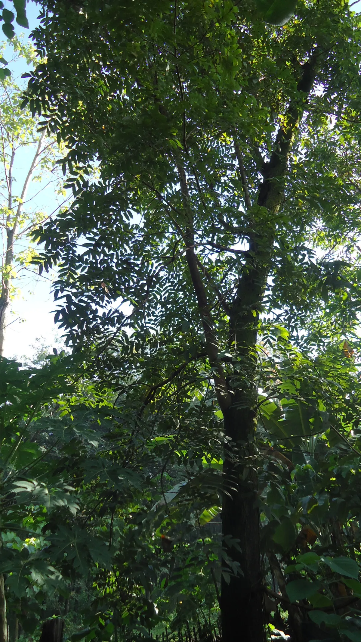 A narra tree (Pterocarpus indicus), the national tree of the Philippines