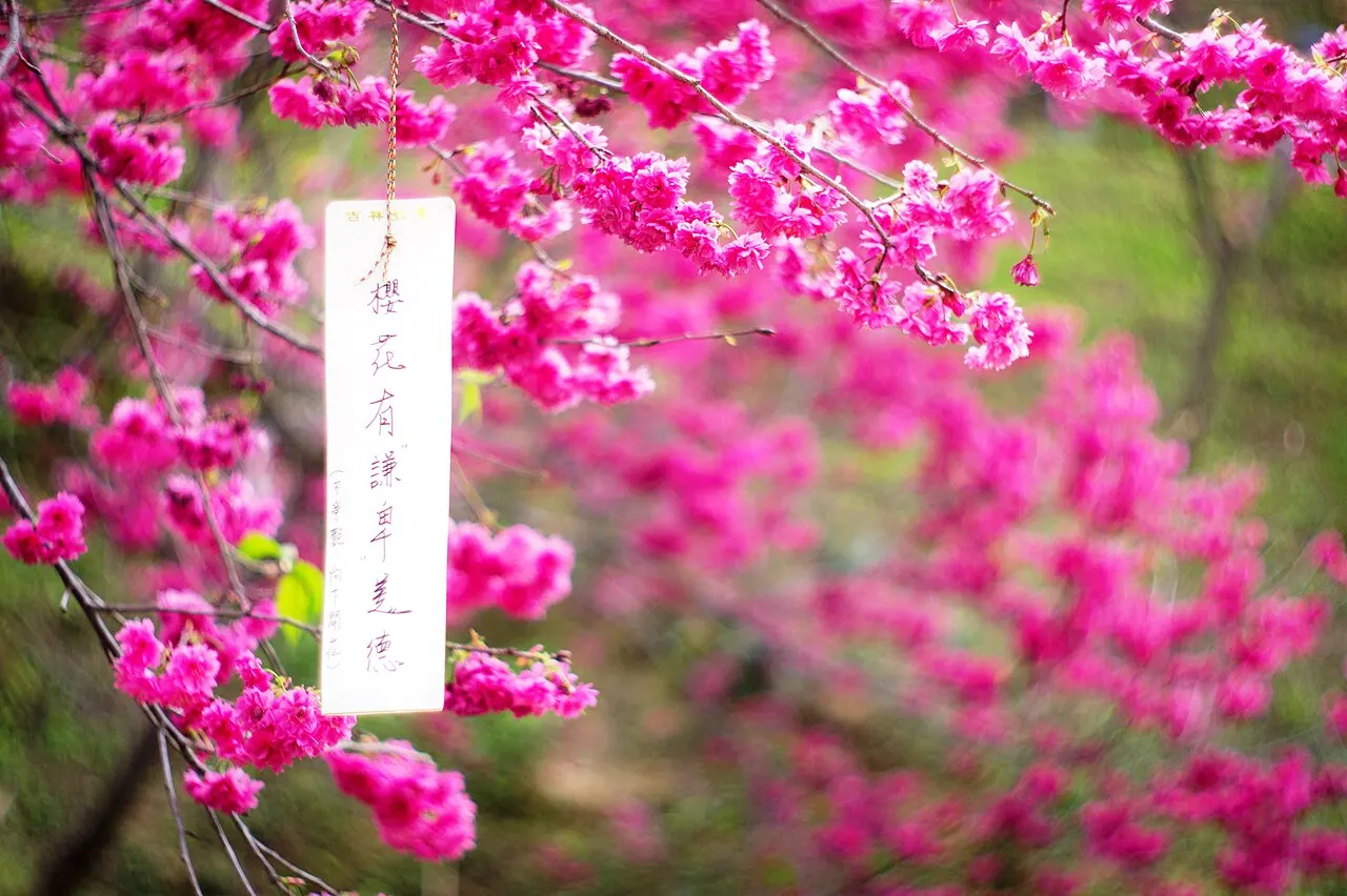 Cherry blossoms at Dakeng, Taichung
