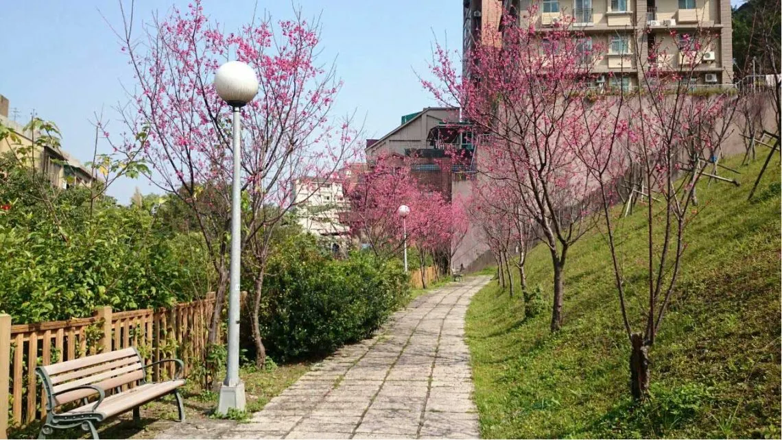 Cherry blossoms in a Taipei neighbourhood lane