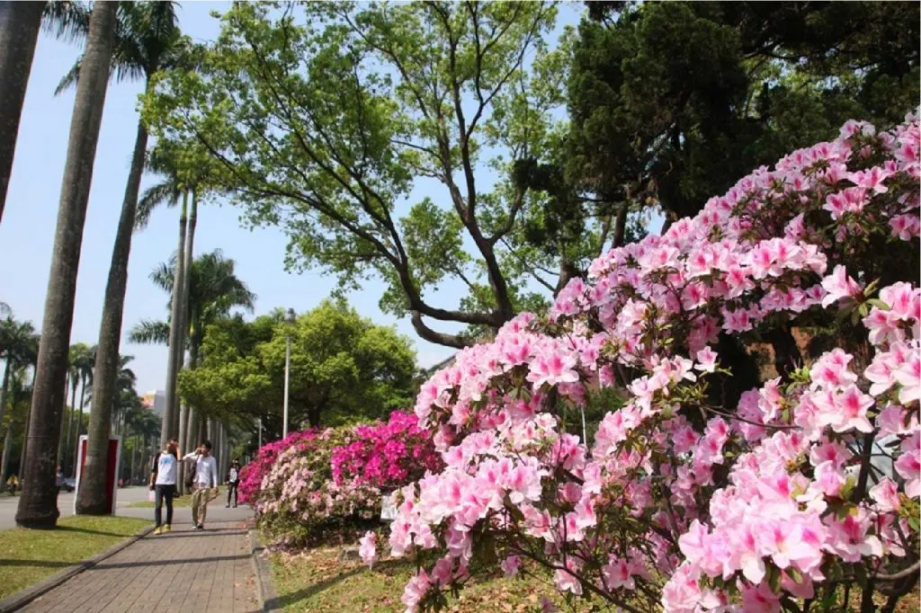 Azaleas blooming on the NTU campus