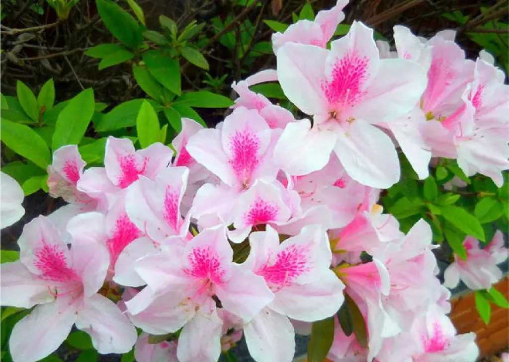 Azalea Festival at National Taiwan University