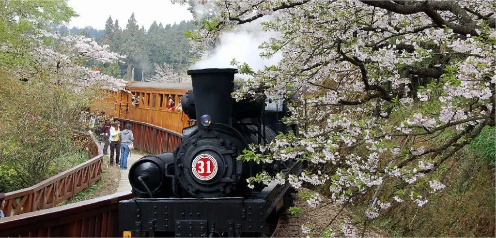 Cherry blossoms in Alishan