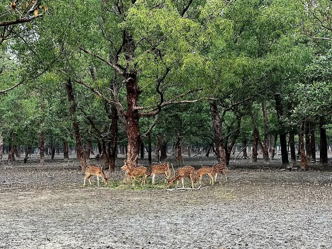 World largest Mangrove Sundarban