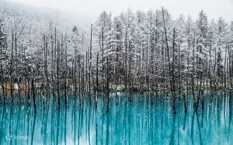 Asahiyama Zoo, Shirahige Falls, Blue Pond, & Ningle Terrace Car Tour