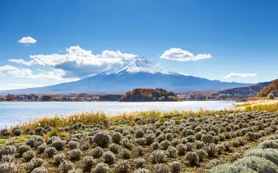 Tokyo Full-Day Mt Fuji, Lake Kawaguchi & Winery Tour with Fruit Picking