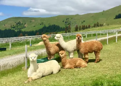 Chuncheon 1-Day Tour: Alpaca World & Samaksan Mountain